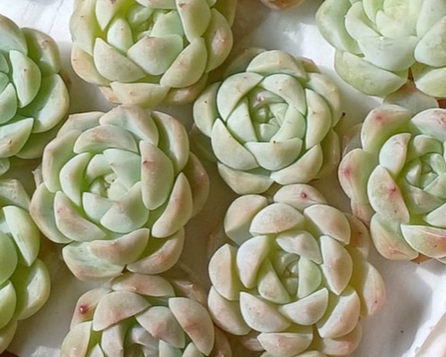 1afbb204634f220443fb7f064c7d55