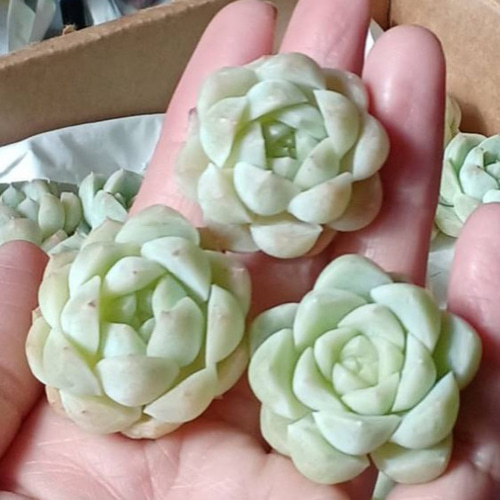 多肉植物(韓国苗) エケベリア ホワイトオレンジ❣️ 多肉植物 ウォール