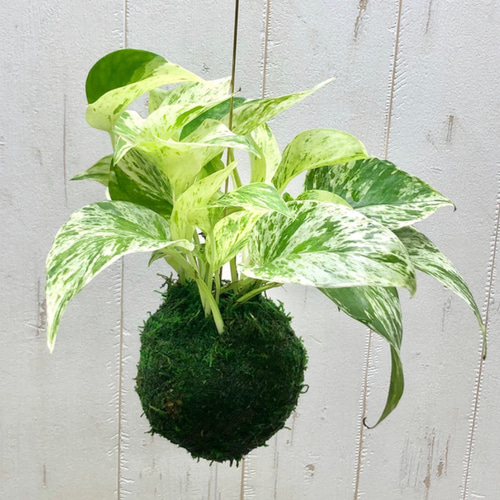 希少 ポトス エメラルド 3号ポット苗 その他インテリア雑貨 PLANTS