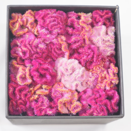 フラワーボックス（フリーズドライフラワー）6 ケイトウ ドライ