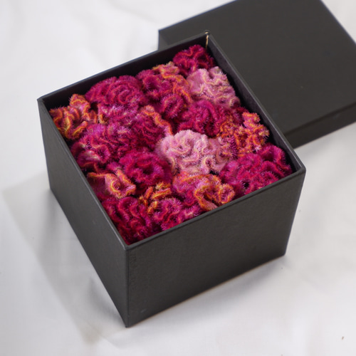 フラワーボックス（フリーズドライフラワー）6 ケイトウ ドライ