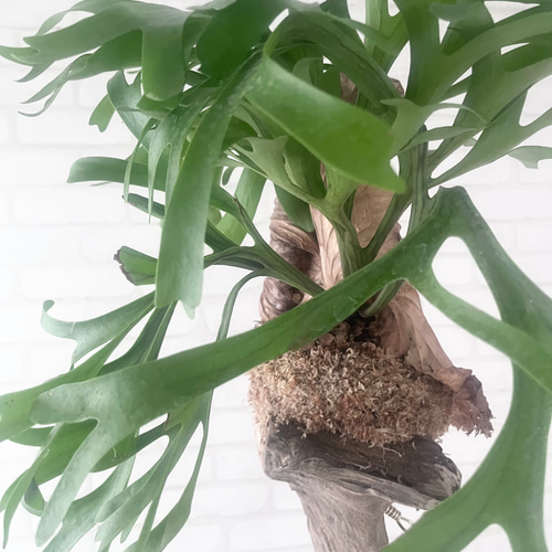 専用　ビカクシダ ビカクシダ コウモリラン キッチャクード 流木付け 観葉植物