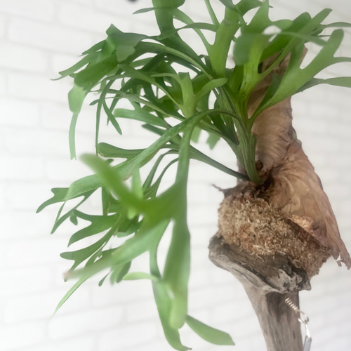 ビカクシダ コウモリラン キッチャクード 流木付け 観葉植物 ビカクシダ コウモリラン キッチャクード 流木付け 観葉植物