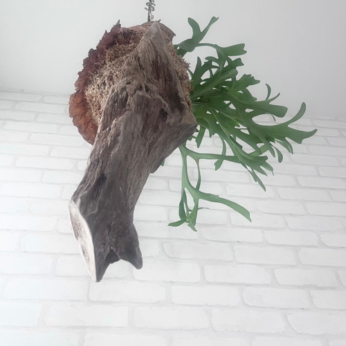 専用　ビカクシダ ビカクシダ コウモリラン キッチャクード 流木付け 観葉植物