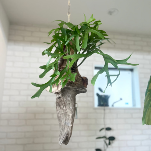 ビカクシダ コウモリラン キッチャクード 流木付け 観葉植物