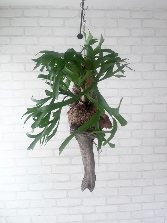 ビカクシダ コウモリラン キッチャクード 流木付け 観葉植物 ビカクシダ コウモリラン キッチャクード 流木付け 観葉植物