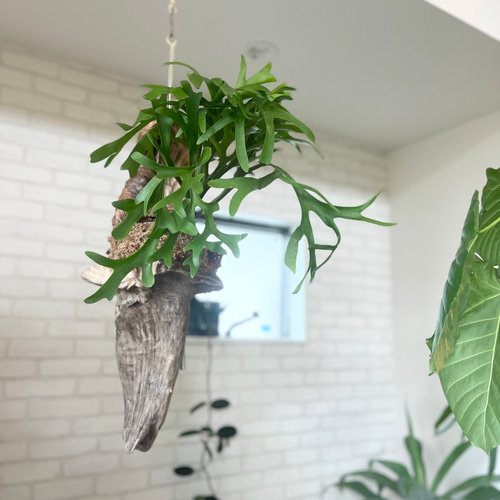 ビカクシダ コウモリラン キッチャクード 流木付け 観葉植物 ビカクシダ コウモリラン キッチャクード 流木付け 観葉植物