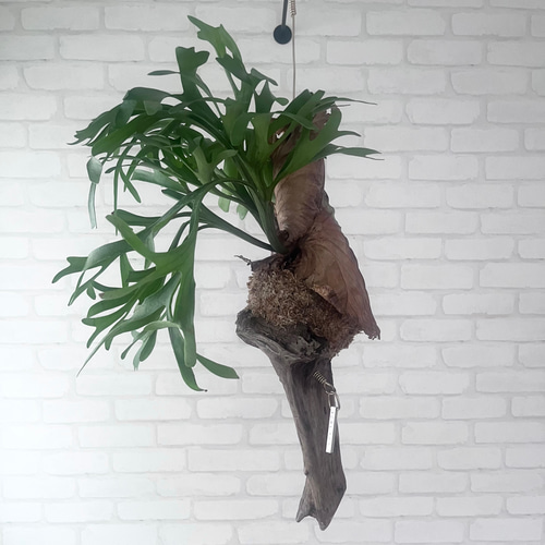 ビカクシダ コウモリラン キッチャクード 流木付け 観葉植物