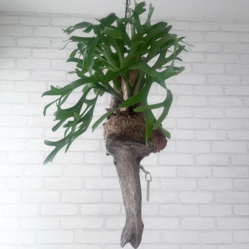 【ほぼほったらかしオッケー!】オシャレ流木インテリア　ビカクシダ　コウモリラン ほぼほったらかしオッケー!】オシャレ流木インテリア ビカクシダ