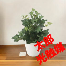 光触媒 人工観葉植物 ウォールグリーン フェイクグリーン ユーカリ高さ