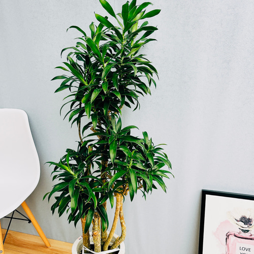 現品］2番 ドラセナ プレオメレ リフレクサ 8号 観葉植物 大型 室内