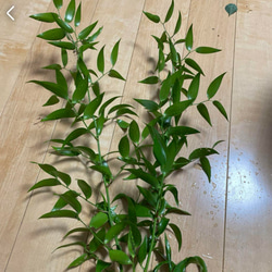 四季咲きモクセイ 挿し穂 20cm 2本 その他素材 mofrin 通販｜Creema 