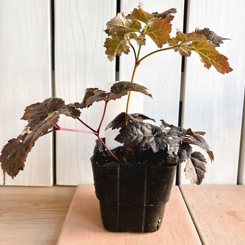 銅葉シックな！アスチルベ苗 ダークサイドオブザムーン アートフラワー