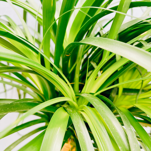現品］トックリラン ポニーテール 10号 ノリナ 観葉植物 室内 大型