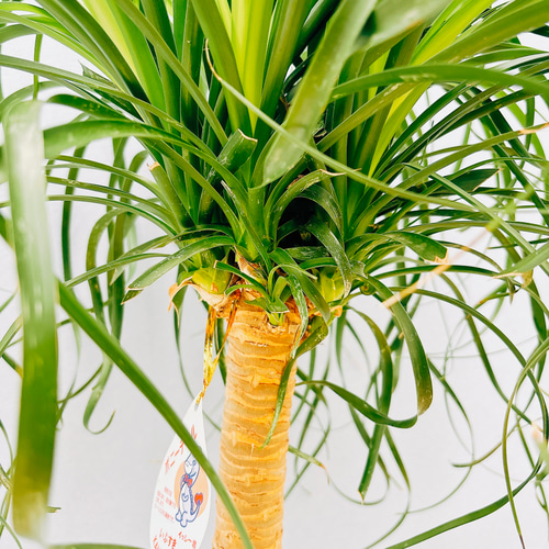 現品］トックリラン ポニーテール 10号 ノリナ 観葉植物 室内