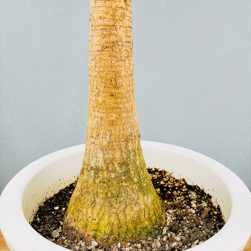 現品］トックリラン ポニーテール 10号 ノリナ 観葉植物 室内