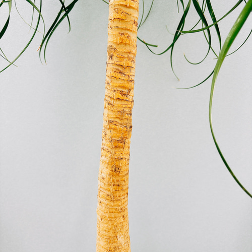 現品］トックリラン ポニーテール 10号 ノリナ 観葉植物 室内 大型