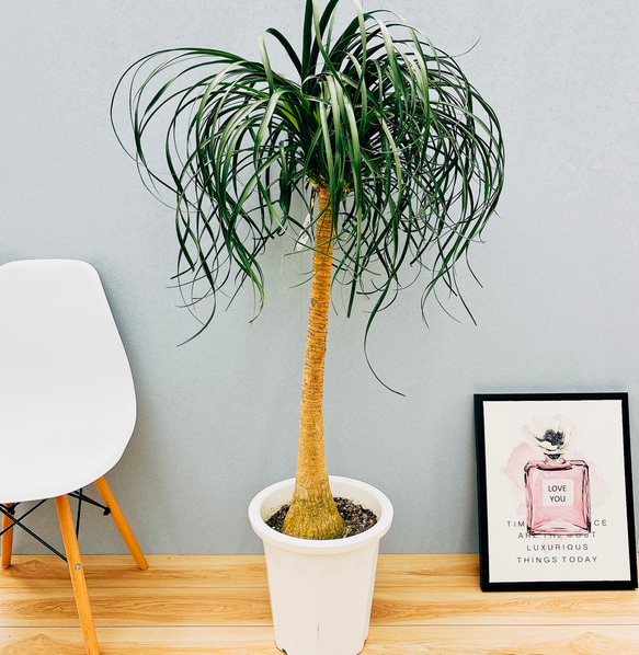 大型 観葉植物 トックリラン ポニーテール 現品］トックリラン ポニーテール 10号 ノリナ 観葉植物 室内