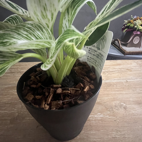 送料無料 フィロデンドロン バーキン 鉢苗 観葉植物 盆栽 Lapin et