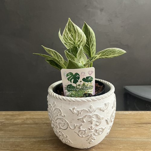 送料無料 フィロデンドロン バーキン 鉢苗 観葉植物 盆栽 Lapin et