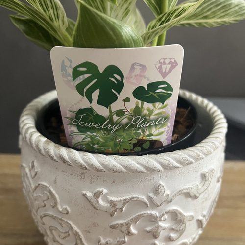 送料無料 フィロデンドロン バーキン 鉢苗 観葉植物 盆栽 Lapin et