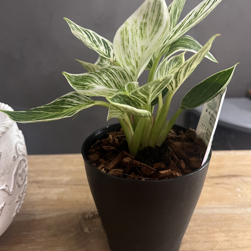 【写真追加】【観葉植物】フィロデンドロン・バーキン フィロデンドロン バーキン 【観葉植物 4号／1個売り】｜ 【植物の