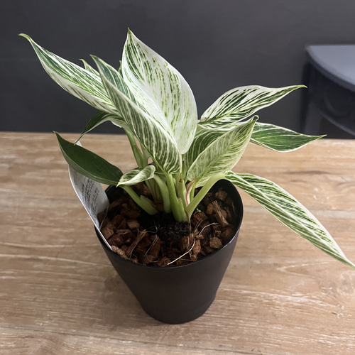 送料無料 フィロデンドロン バーキン 鉢苗 観葉植物 盆栽 Lapin et