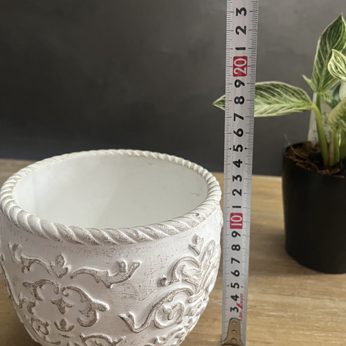 送料無料 フィロデンドロン バーキン 鉢苗 観葉植物 盆栽 Lapin et