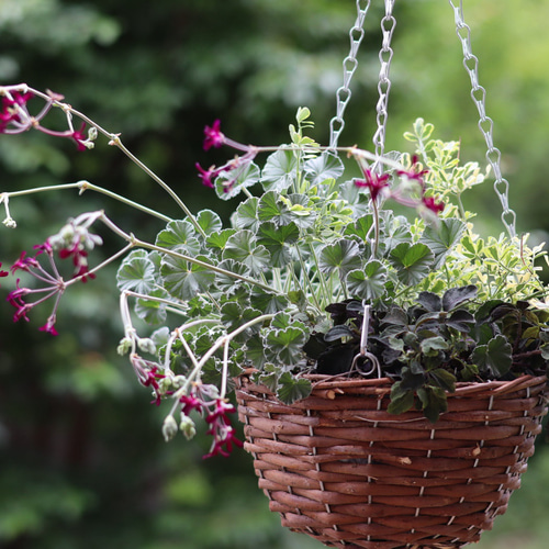 寄せ植え 多色葉ハンギング (スタンド付) ハンギングバスケット