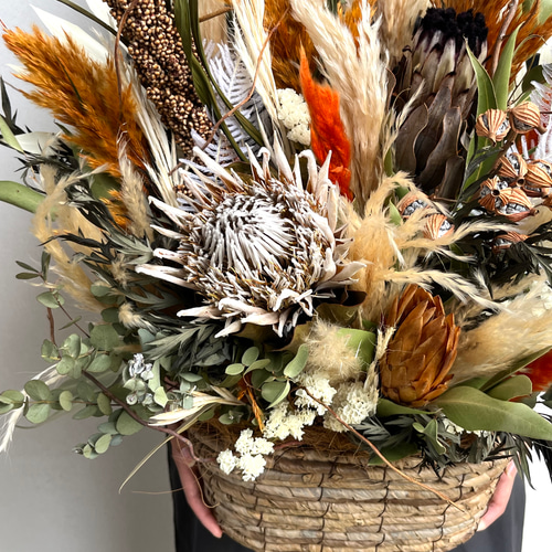 ドライフラワー］プロテア キング商品ページ - 土と風の植物園