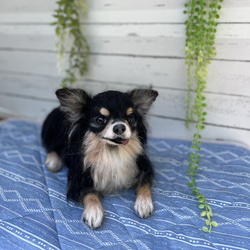 愛犬 オーダー 再現♡シベリアンハスキー♡世界でたった一つ♡羊毛