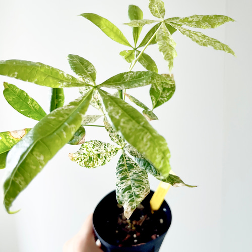 518. パキラ ミルキーウェイ 実生 希少 観葉植物 室内 その他