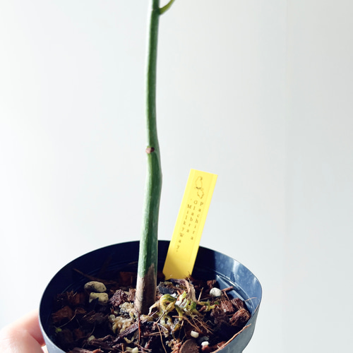 希少】パキラ ミルキーウェイ 実生 新芽 Sサイズ 観葉植物 calm p