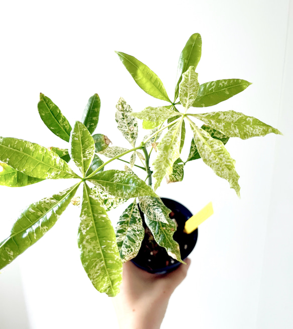 【希少】パキラ ミルキーウェイ 実生 新芽 Sサイズ 観葉植物 calm p 518. パキラ ミルキーウェイ 実生 希少 観葉植物 室内 その他