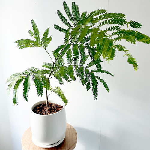 一点のみ】エバーフレッシュ 陶器鉢 Mサイズ 観葉植物 calm cafe 