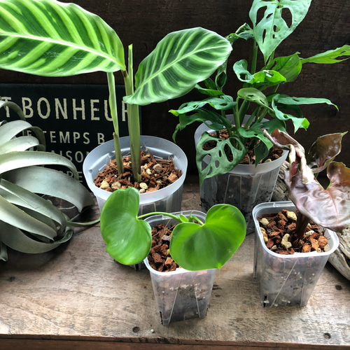 ねこ葉っぱ ねこ葉っぱ ねこ葉っぱ ねこ葉っぱ ねこ葉っぱ ZX