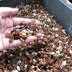 S18　寿麗玉系　カラフルセット　多肉植物リトープス/コノフィツム　抜き苗 多肉植物 リトープス S72 神笛玉・惜春玉 セット コノフィツム