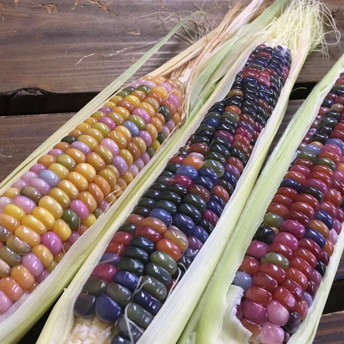 グラスジェムコーン太め　６０本詰め合わせ グラスジェムコーン太め 60本詰め合わせ Amazon.co.jp: グラスジェム