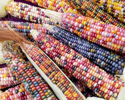 グラスジェムコーン 種子 100粒 ドライフラワー M tree⭐︎ 通販