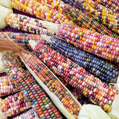 グラスジェムコーン 種子 100粒 ドライフラワー M tree⭐︎ 通販