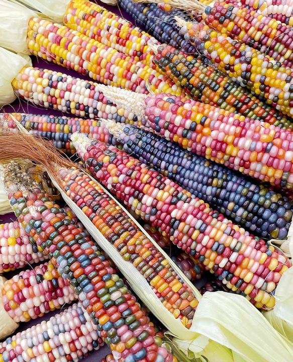 グラスジェムコーン 種子 100粒 ドライフラワー M tree⭐︎ 通販