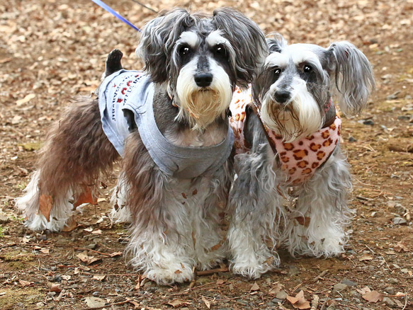 写真データからの刺繍入り帆布のトートバッグ 6枚目の画像
