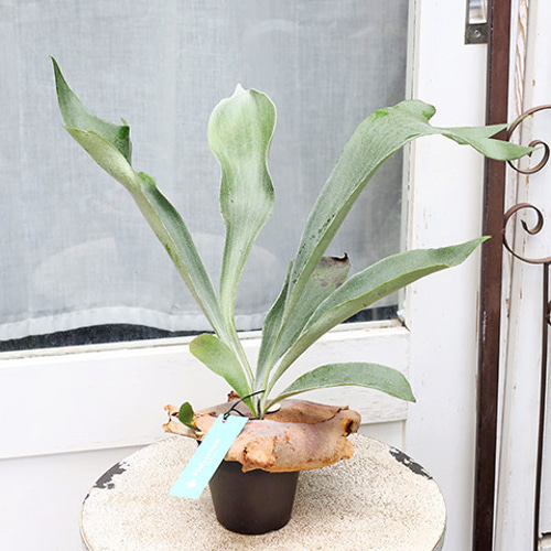 観葉植物 コウモリラン プラティセリウム ビカクシダ 3号 高さ40cm