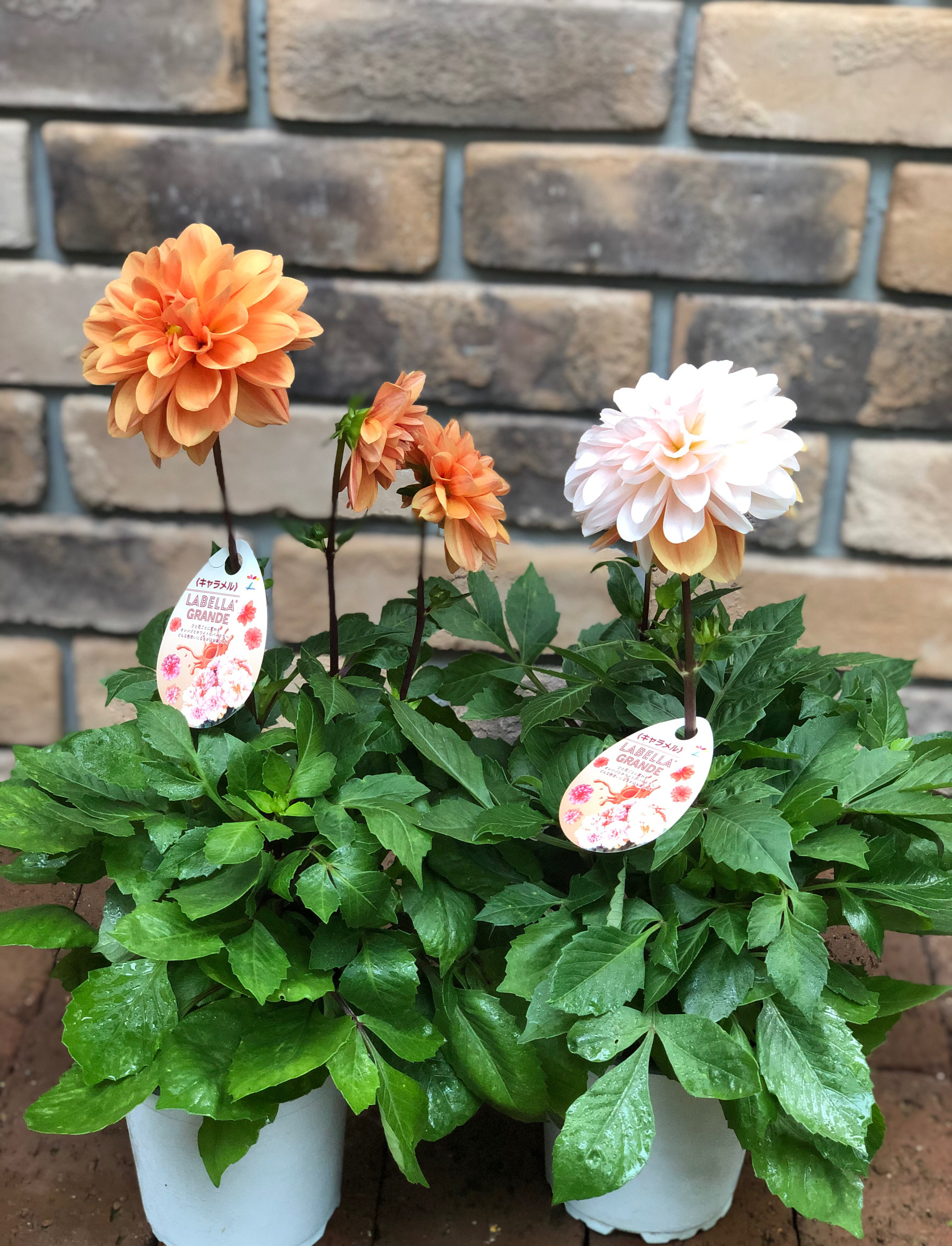 ミクリン　ダリア　ラベラ　グランデ　６号　４鉢　マキシ　4号　４鉢　８鉢 ミクリン　ダリア　ラベラ　グランデ　６号　４鉢　マキシ　4号　４鉢　８鉢