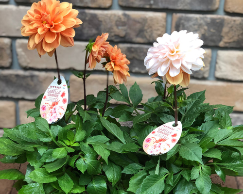 7f425411ddc3939786386df0f29770