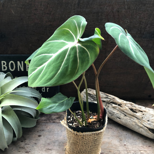 フィロデンドロン♡グロリオーサム♡可愛い♡観葉植物♡ アート