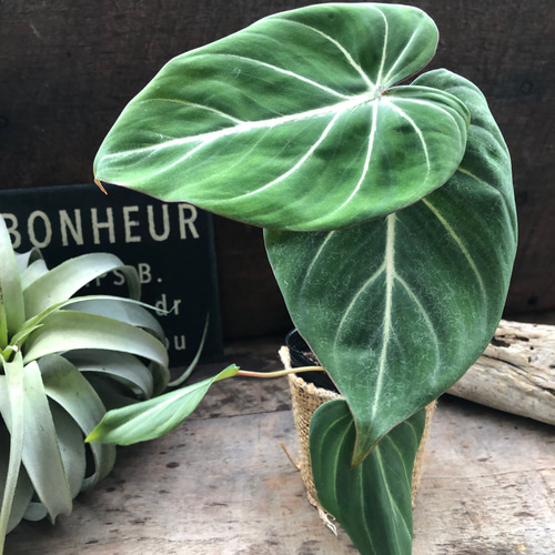 フィロデンドロン♡グロリオーサム♡可愛い♡観葉植物♡ アート