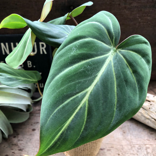 フィロデンドロン♡グロリオーサム♡可愛い♡観葉植物♡ アート