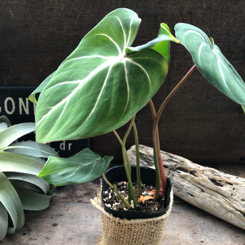 フィロデンドロン♡グロリオーサム♡可愛い♡観葉植物♡ アート