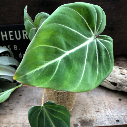 フィロデンドロン♡グロリオーサム♡可愛い♡観葉植物♡ アート